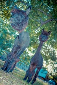 IMG 2284 2 200x300 Alpacas