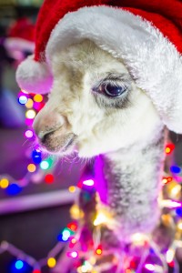 MG 0095 200x300 Alpacas
