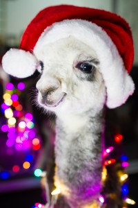 MG 0116 200x300 Alpacas