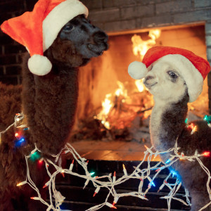 MG 0788 300x300 Alpacas
