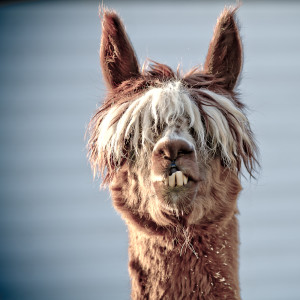 MG 2799 300x300 Alpacas