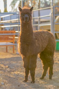 MG 2819 200x300 Alpacas