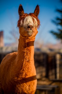 MG 3730 200x300 Alpacas