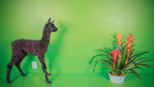 MG 5552 Edit 300x171 Alpacas