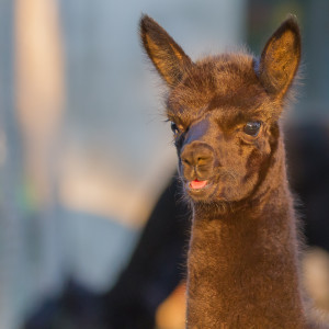 MG 5737 300x300 Alpacas