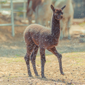 MG 5963 300x300 Alpacas