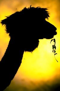 MG 6177 Edit 200x300 Alpacas