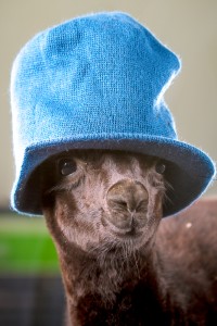 MG 6327 200x300 Alpacas