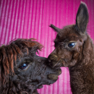 MG 6772 Edit 300x300 Alpacas