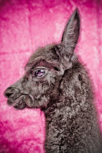 MG 7400 200x300 Alpacas