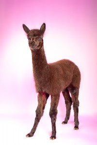 MG 7426 Edit 200x300 Alpacas