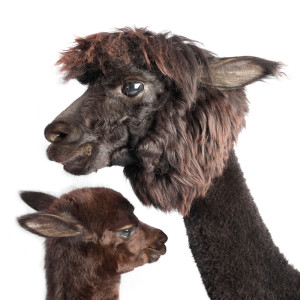 MG 7492 Edit 300x300 Alpacas