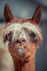 MG 8159 200x300 Alpacas