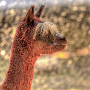 MG 8230 tonemapped 300x300 Alpacas