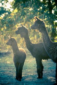 MG 8300 200x300 Alpacas