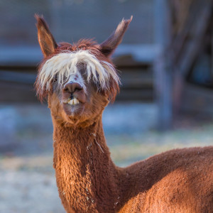 MG 8344 300x300 Alpacas
