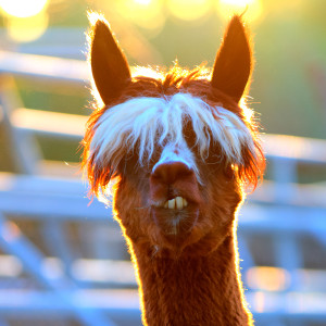 MG 8464 tonemapped 300x300 Alpacas