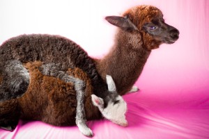 MG 8919 300x200 Alpacas