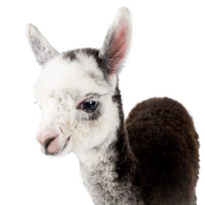 Holy Cuteness!!! MG 9034 300x300 Alpacas