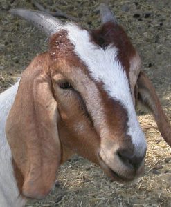 Horned Goats