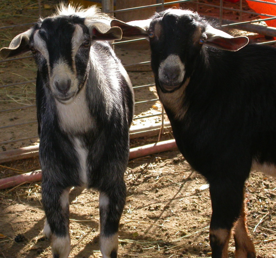 Goat Companions