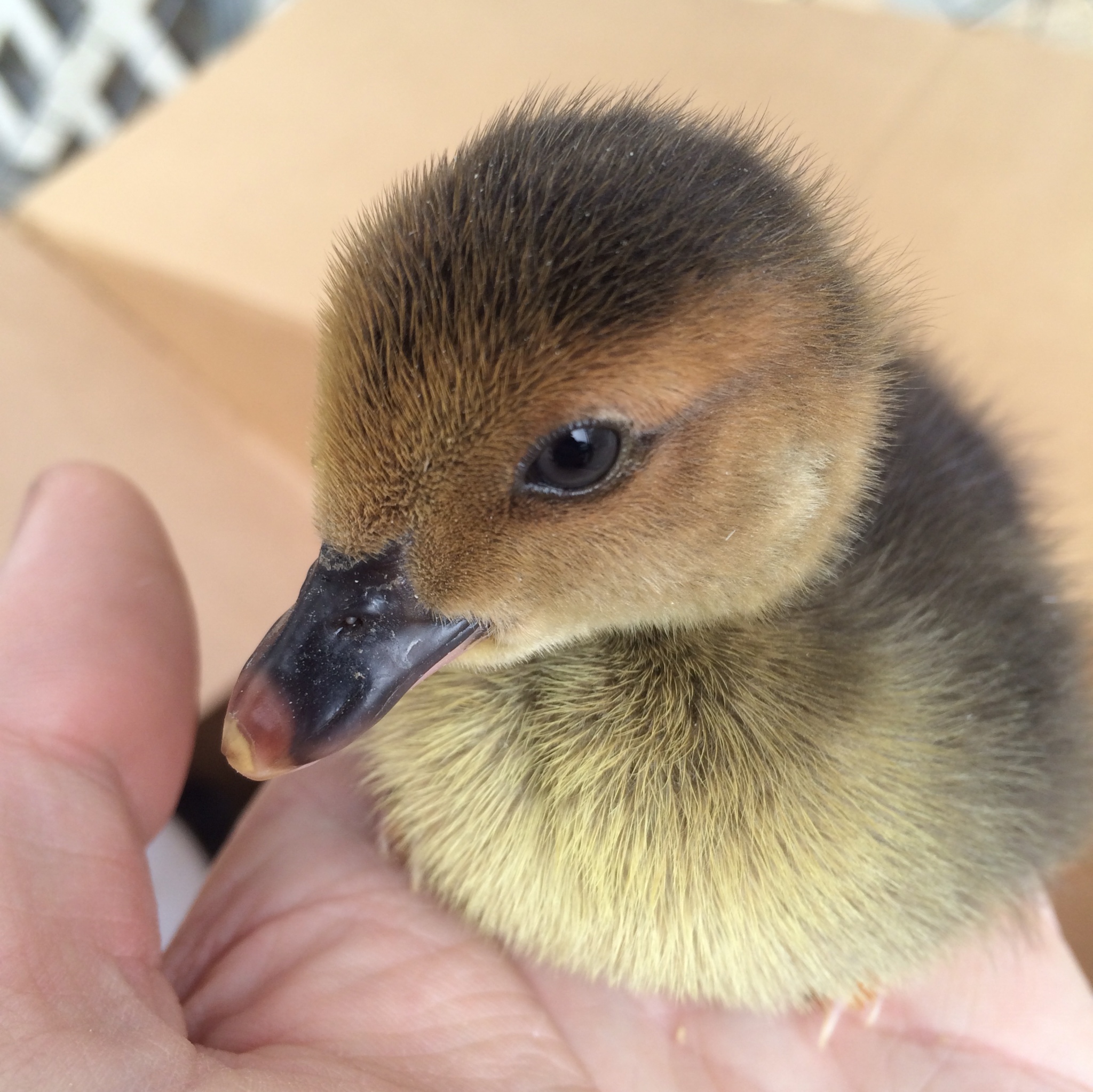 Baby Duck 2 