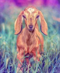 Animal-Assisted Therapy Goats