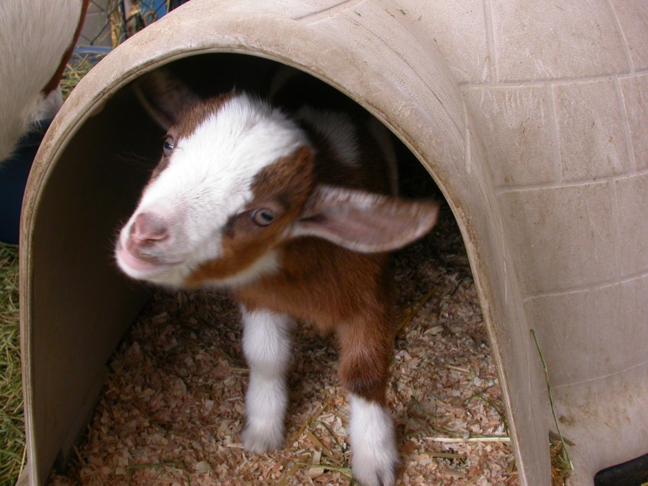 Goat Companions