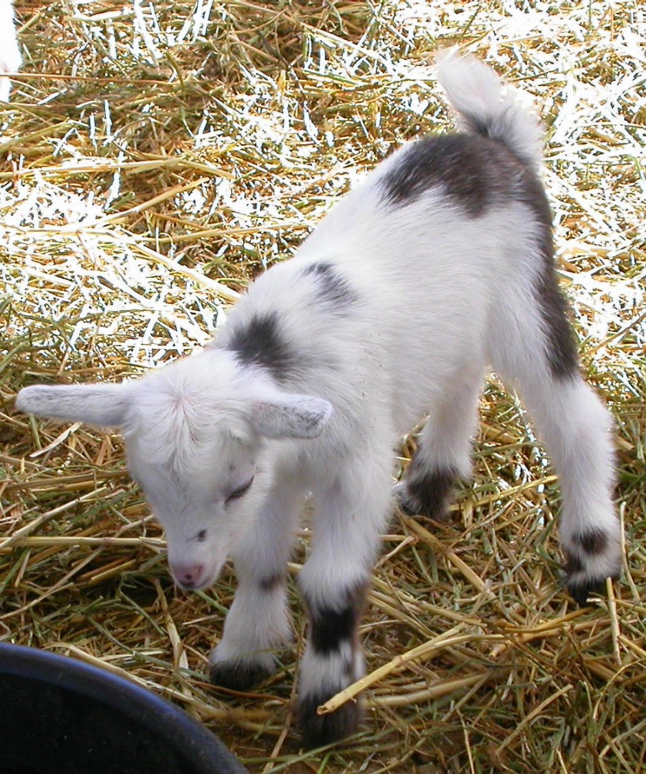Goat Companions