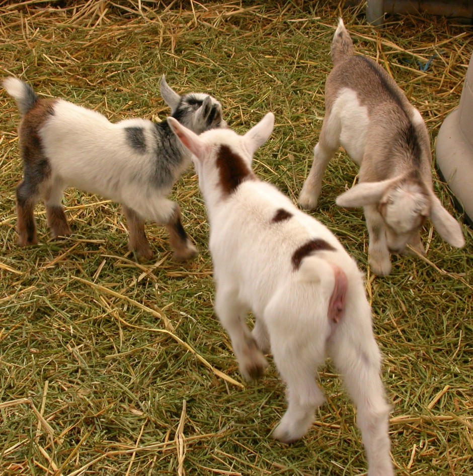 Goat Companions