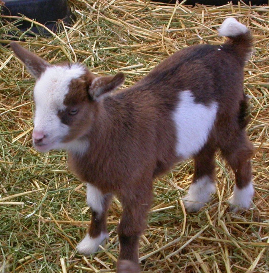 Goat Companions
