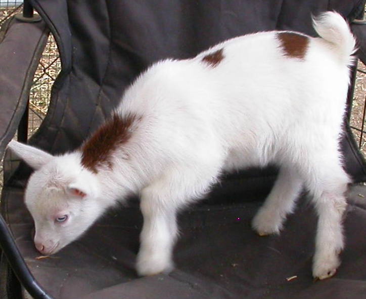 Goat Companions