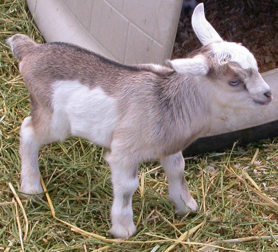 Goat Companions