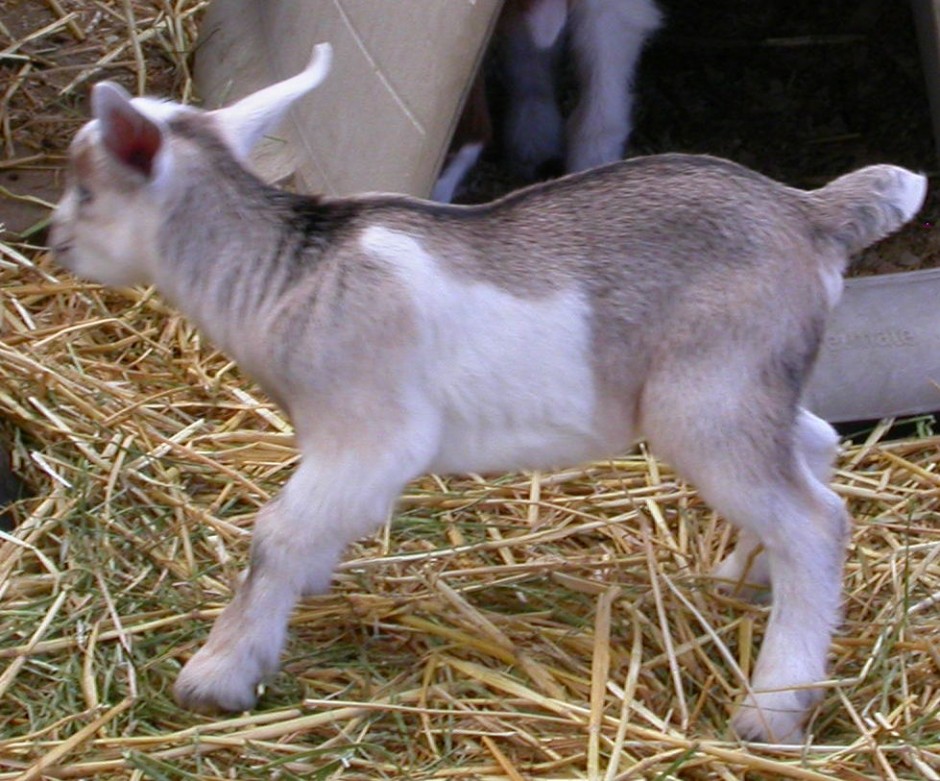 Goat Companions