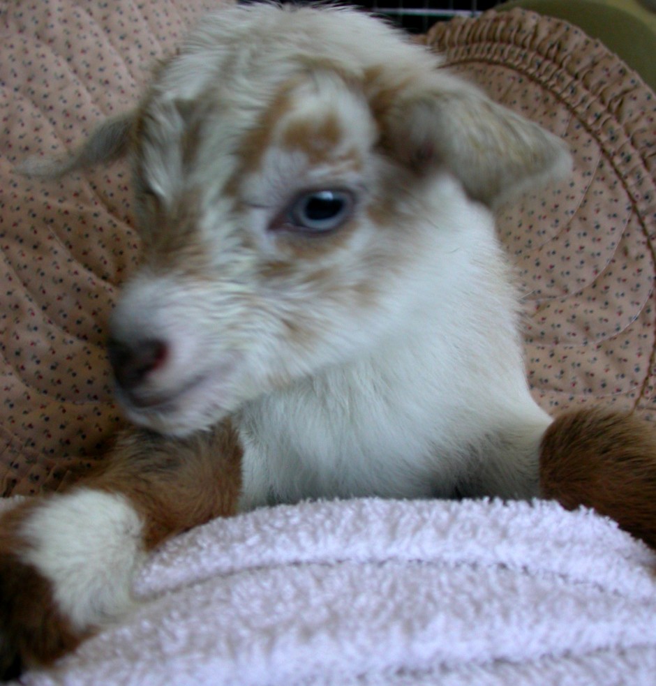 Goat Companions