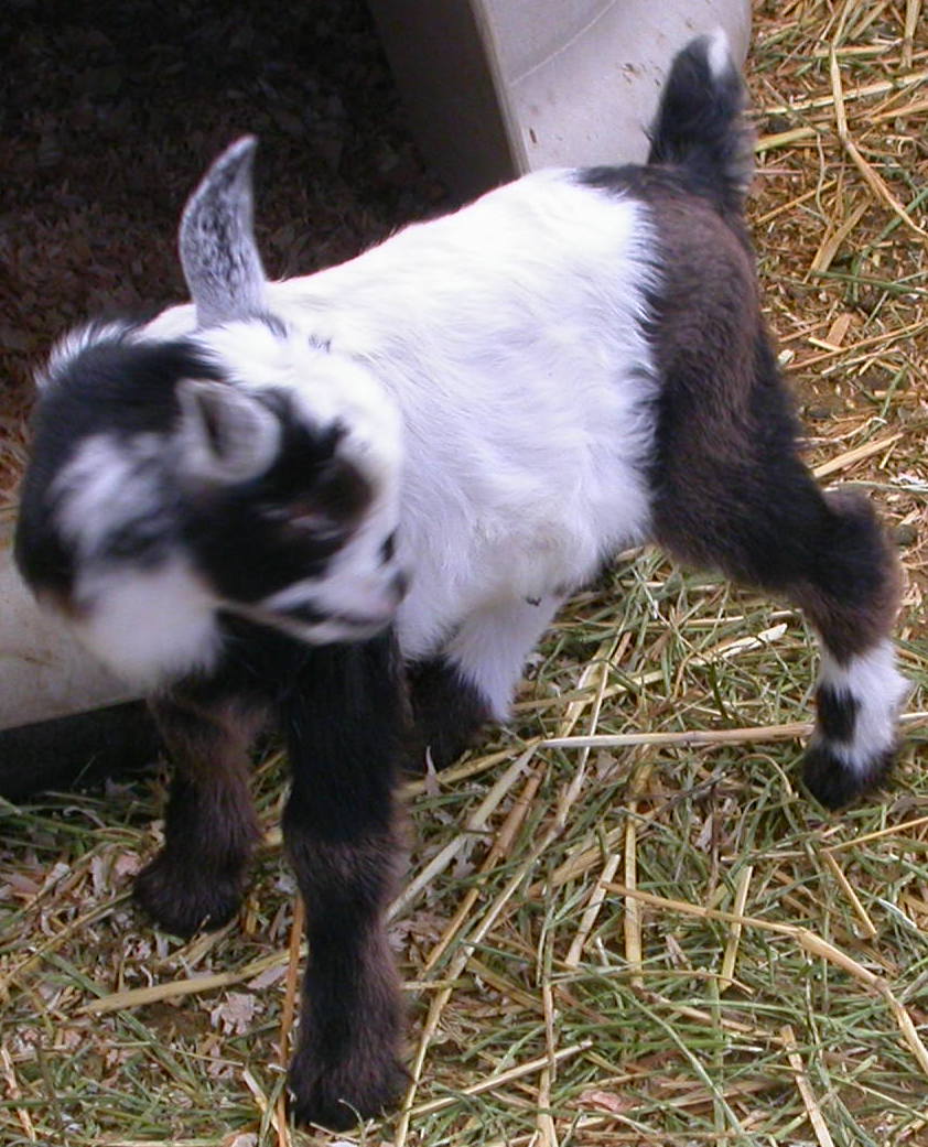 Goat Companions