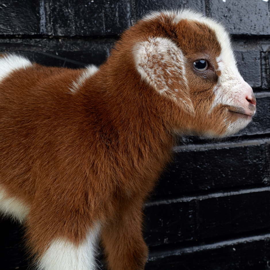 Goat Companions