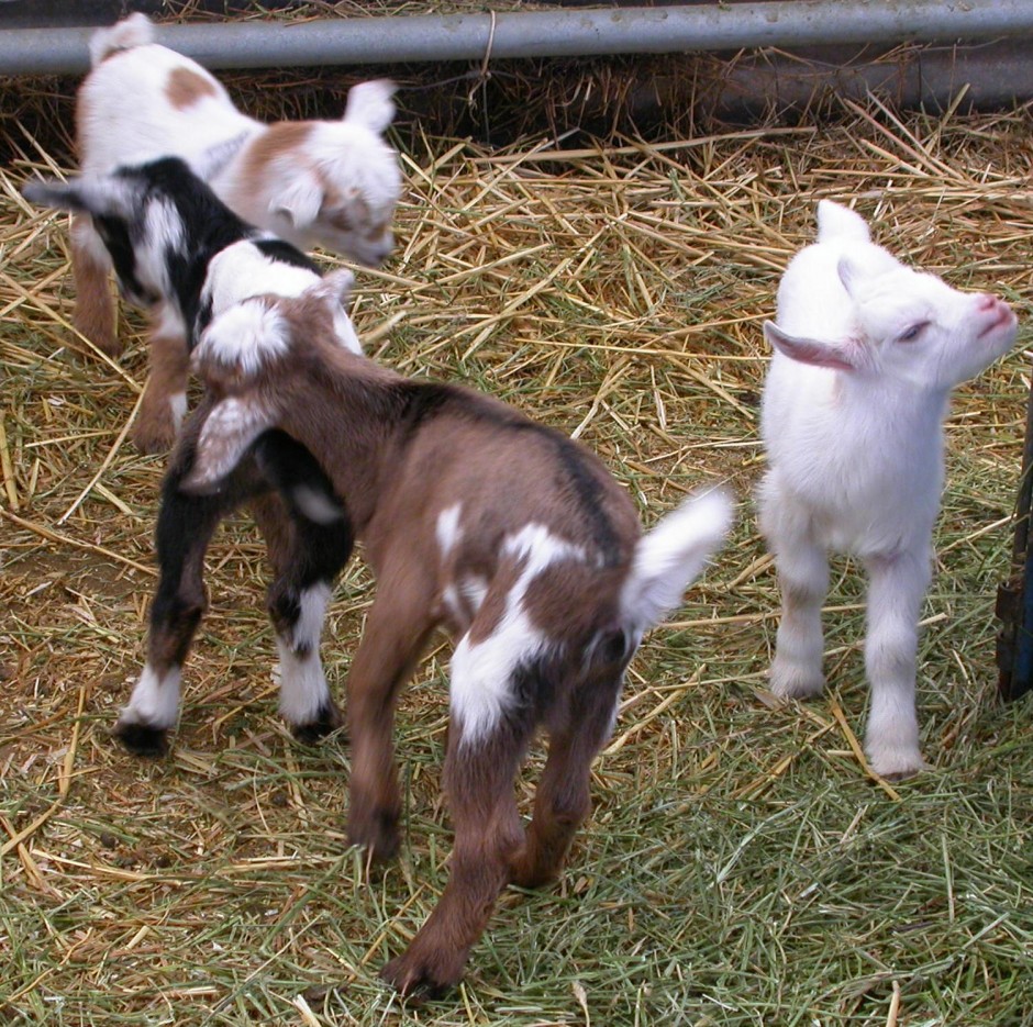 Goat Companions