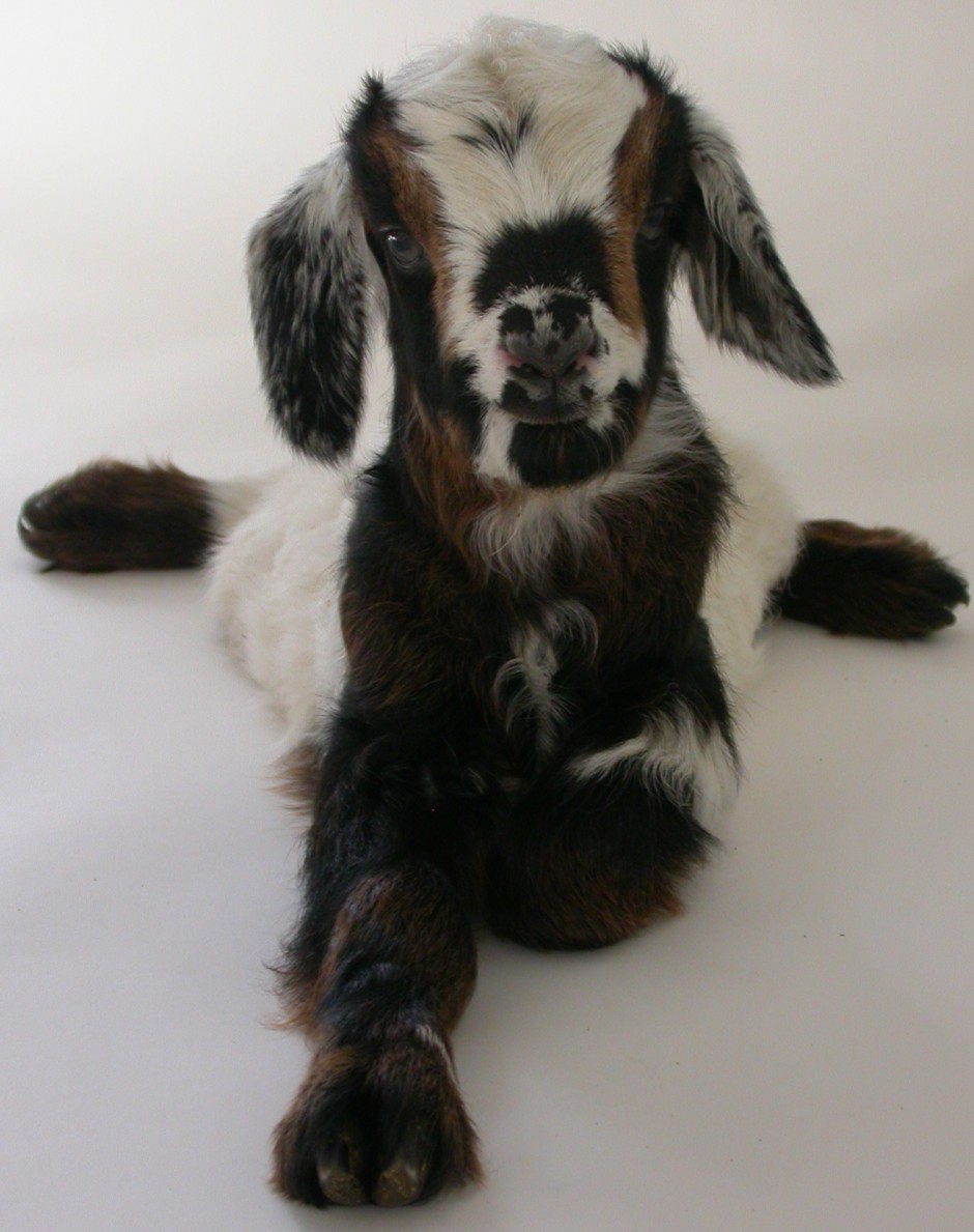 Goat Companions