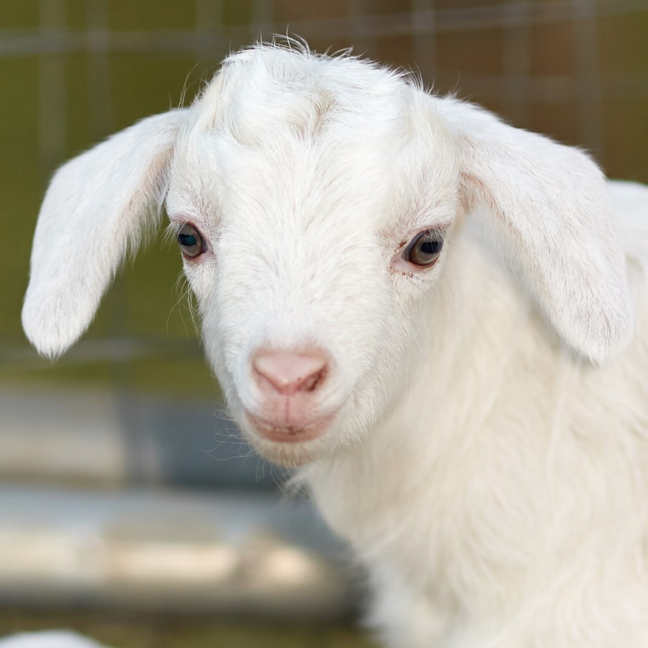 Goat Companions