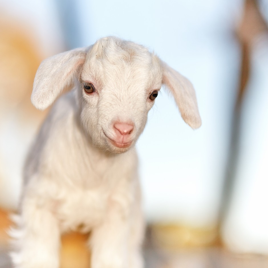 Goat Companions