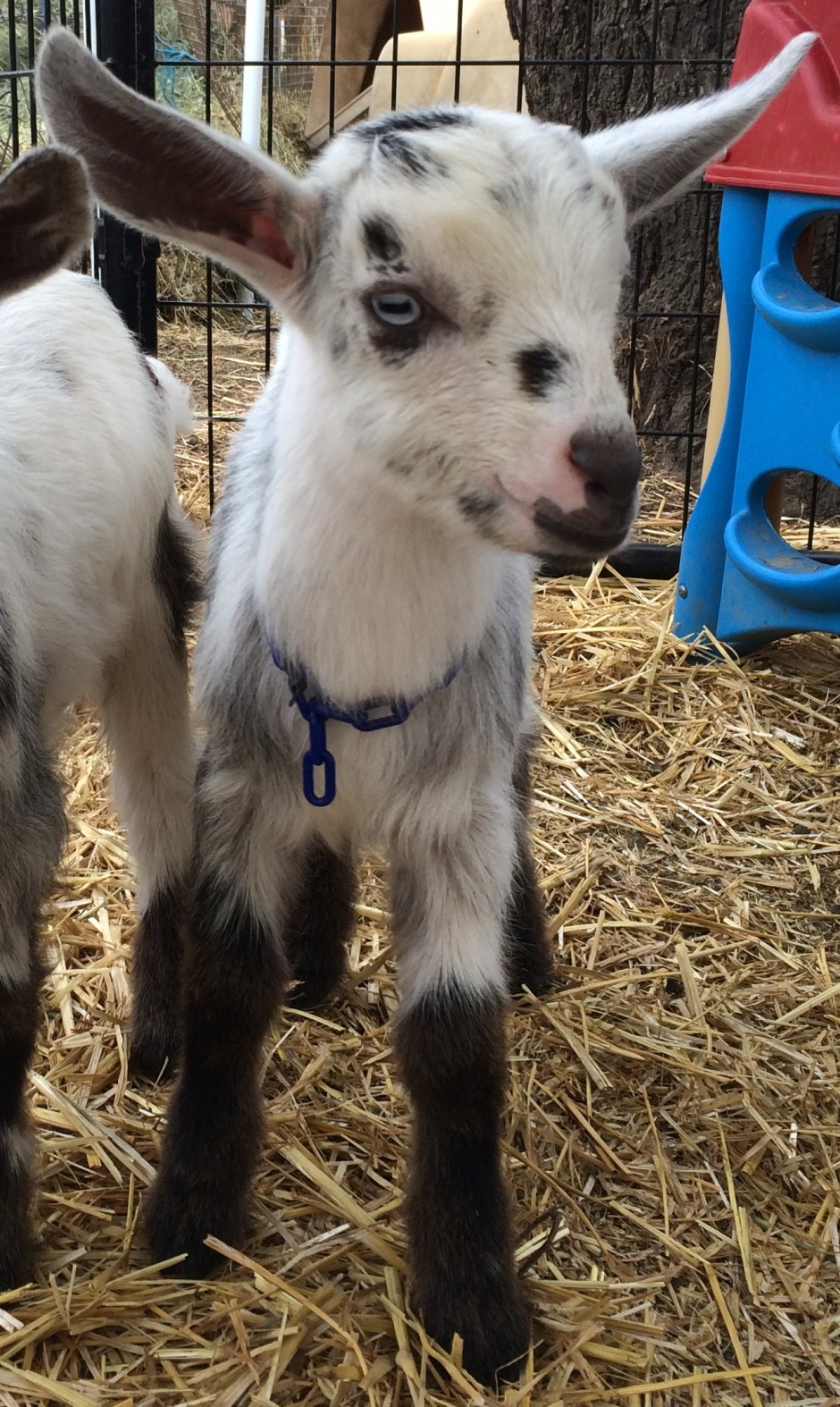Goat Companions