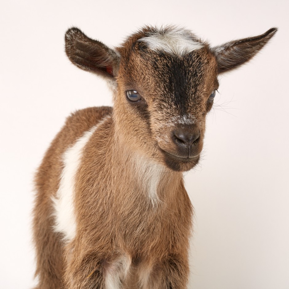 Goat Companions