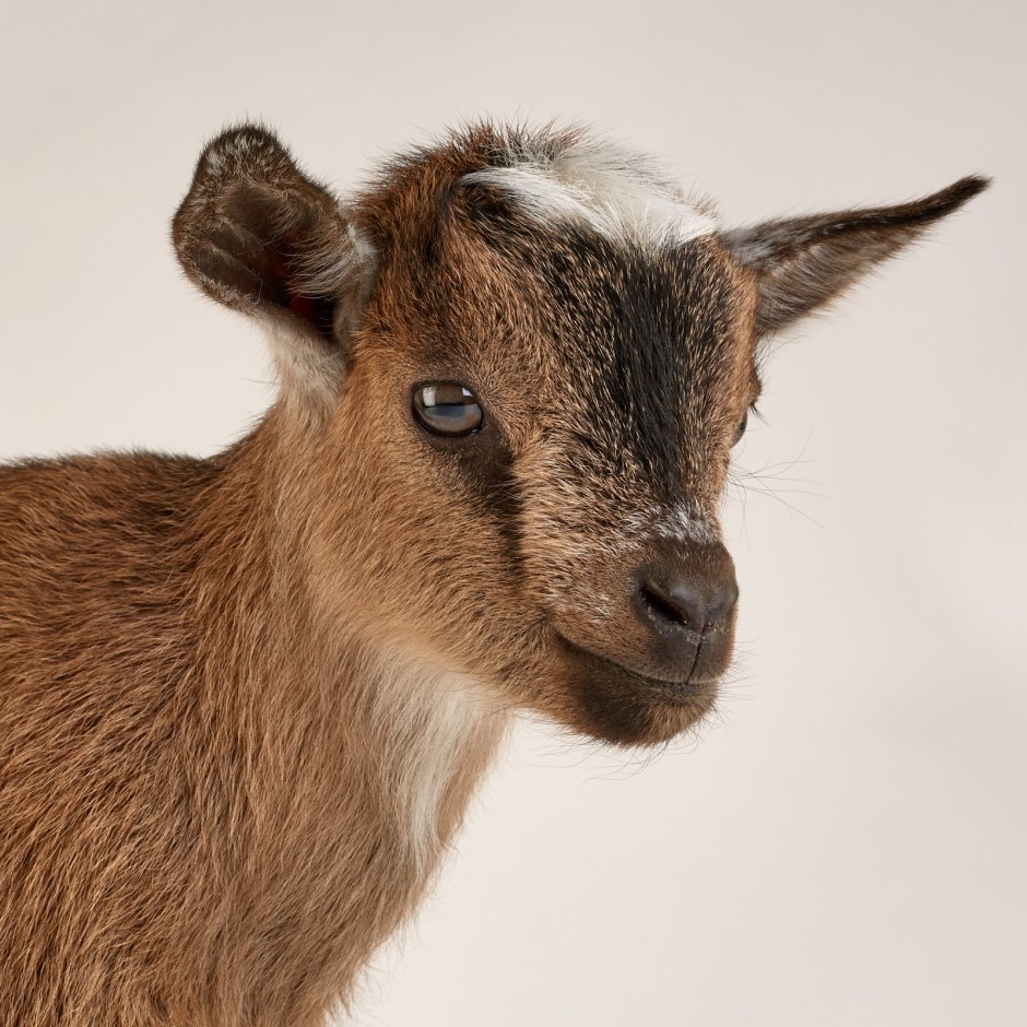 Goat Companions