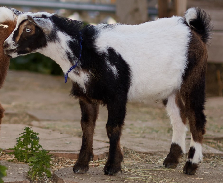 Goat Companions