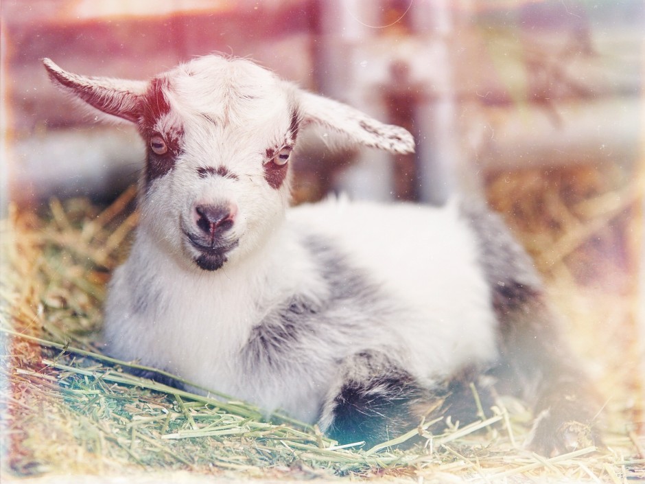 Goat Companions