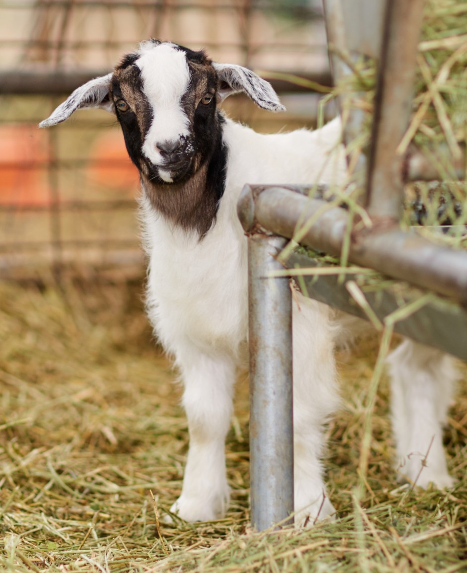 Goat Companions