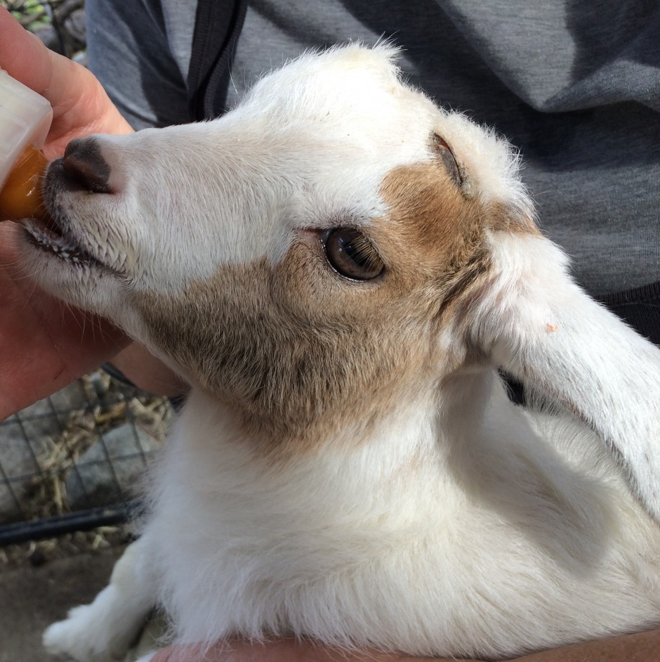 Goat Companions