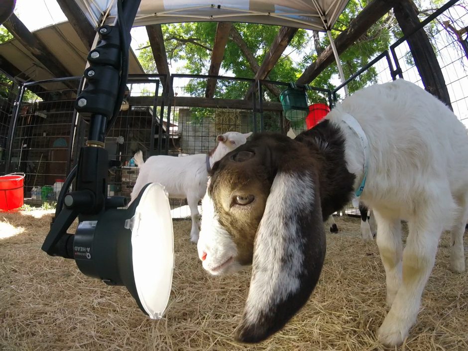 Goat Companions