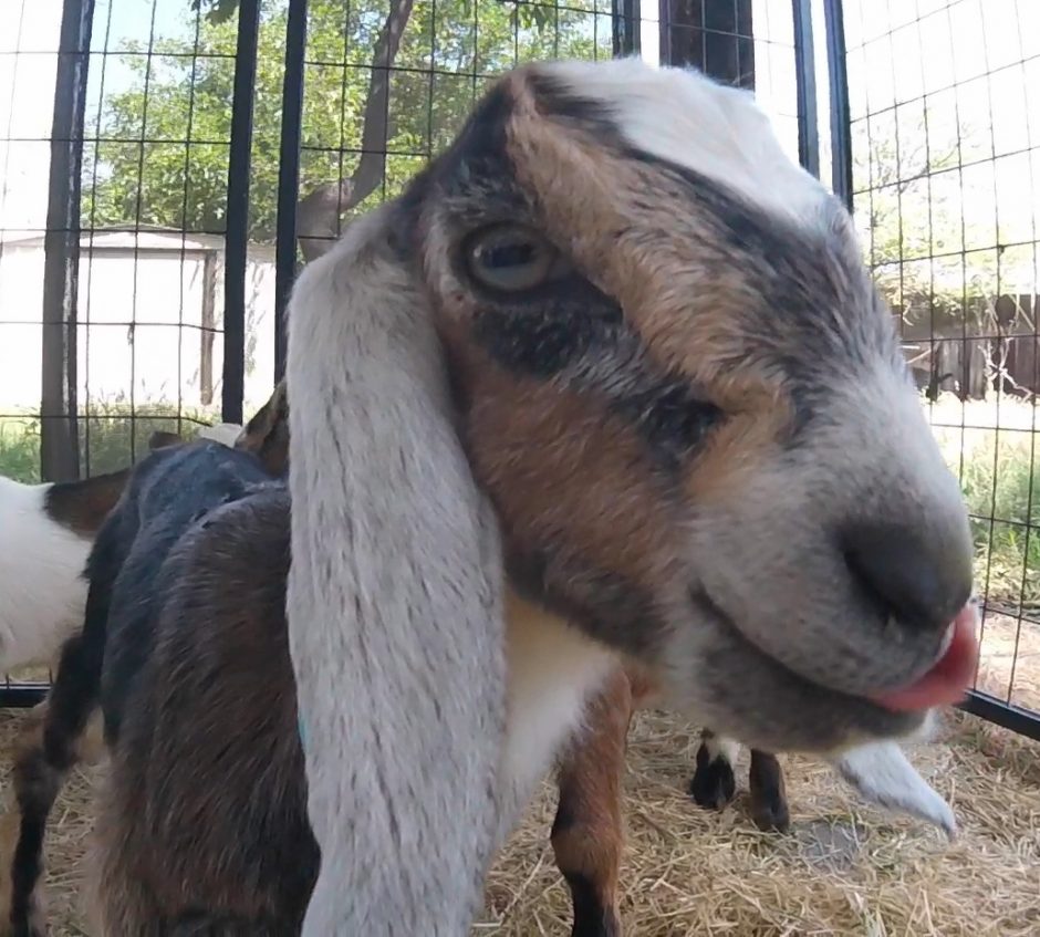 Goat Companions